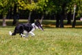 Dog breed border collie on Frisbee runs on a summer day on the green grass, jumping, flying, black color, long-haired dog, black a Royalty Free Stock Photo