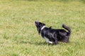 Dog breed border collie on Frisbee runs on a summer day on the green grass, jumping, flying, black color, long-haired dog, black a Royalty Free Stock Photo