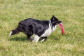 Dog breed border collie on Frisbee runs on a summer day on the green grass, jumping, flying, black color, long-haired dog, black a Royalty Free Stock Photo