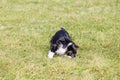 Dog breed border collie on Frisbee runs on a summer day on the green grass, jumping, flying, black color, long-haired dog, black a Royalty Free Stock Photo