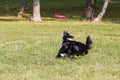 Dog breed border collie on Frisbee runs on a summer day on the green grass, jumping, flying, black color, long-haired dog, black a Royalty Free Stock Photo