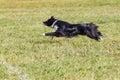 Dog breed border collie on Frisbee runs on a summer day on the green grass, jumping, flying, black color, long-haired dog, black a Royalty Free Stock Photo