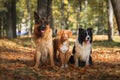 Dog breed Border Collie and German Shepherd and Nova Scotia Duck Tolling Retriever