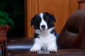 Dog breed Border Collie Royalty Free Stock Photo