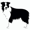 dog of the breed Border Collie silhouette in black and white