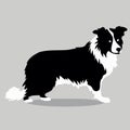 dog of the breed Border Collie silhouette in black and white