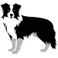 dog of the breed Border Collie silhouette in black and white