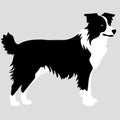dog of the breed Border Collie silhouette in black and white