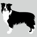 dog of the breed Border Collie silhouette in black and white