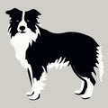 dog of the breed Border Collie silhouette in black and white