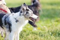 Dog breed border collie on a summer day on the green grass, jumping, flying, black color, long-haired dog, black a Royalty Free Stock Photo