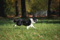 Dog breed Border Collie Royalty Free Stock Photo