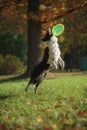 Dog breed Border Collie Royalty Free Stock Photo