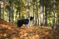 Dog breed Border Collie Royalty Free Stock Photo