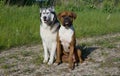 Dog breed boxer. Dog breed Alaskan malamute. Royalty Free Stock Photo