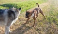 Dog breed boxer. Dog breed Alaskan malamute. Royalty Free Stock Photo