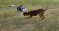 Dog breed boxer. Dog breed Alaskan malamute. Royalty Free Stock Photo