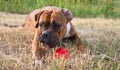 Dog breed boxer. Royalty Free Stock Photo