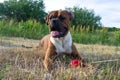 Dog breed boxer. Royalty Free Stock Photo