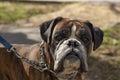 Dog breed boxer. Portrait of a dog. Pet on a chain Royalty Free Stock Photo