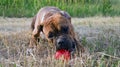 Dog breed boxer with red ball Royalty Free Stock Photo