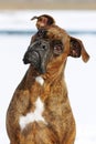 Dog breed boxer red color lies in the winter in the snow, a port