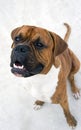 Dog breed boxer top view