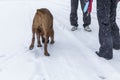 Dog breed boxer on a walk in the winter with the owners. Love and friendship for pets. Back view Royalty Free Stock Photo