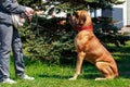 Dog breed Brazilian Mastiff