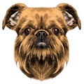 Dog breed Brussels Griffon