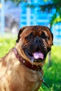 Dog breed Bullmastiff Royalty Free Stock Photo