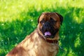 Dog breed Bullmastiff Royalty Free Stock Photo