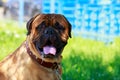 Dog breed Bullmastiff Royalty Free Stock Photo