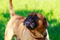 Dog breed Bullmastiff Royalty Free Stock Photo