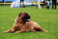 Dog breed Bullmastiff Royalty Free Stock Photo