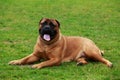 Dog breed Bullmastiff Royalty Free Stock Photo