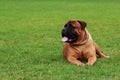 Dog breed Bullmastiff Royalty Free Stock Photo