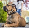 Dog breed ca de bo portrait of an animal close-up, dog against the background of cherry blossoms,