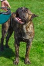 Dog breed Cane Corso Brindle standing