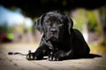 Dog breed Cane Corso Royalty Free Stock Photo