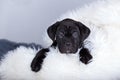 Dog breed cane corso italiano Royalty Free Stock Photo
