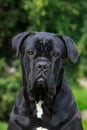 dog breed Cane Corso Italiano Royalty Free Stock Photo