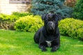 dog breed Cane Corso Italiano Royalty Free Stock Photo