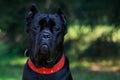 Dog breed cane corso italiano