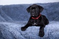 Dog breed cane corso italiano Royalty Free Stock Photo