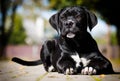 dog breed Cane Corso Royalty Free Stock Photo