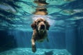 dog underwater water puppy fun pool vacation snorkeling funny swimming. Generative AI.