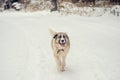 German Shepherd Dog running with stick in mouth down snow covered trail in woods