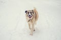 German Shepherd Dog running with stick in mouth down snow covered trail in woods