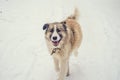 German Shepherd Dog running with stick in mouth down snow covered trail in woods